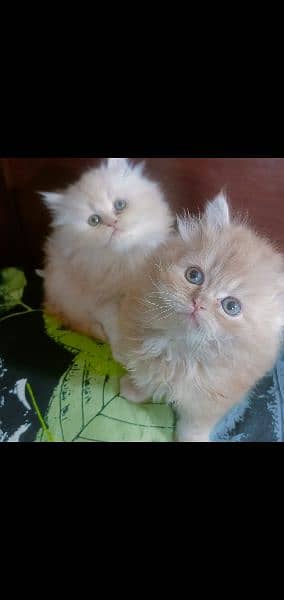 persian kitten , punch face persian kitten 0