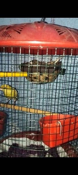 Canary Breeder Pair for sale second time bread ky liye Ready Hai. . 2