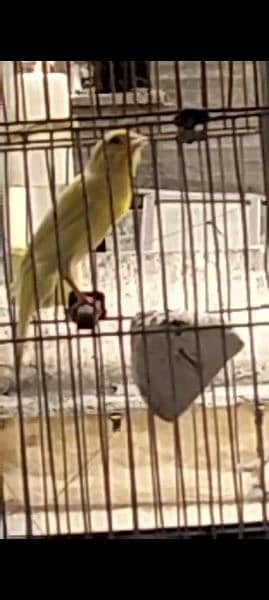 Canary Breeder Pair for sale second time bread ky liye Ready Hai. . 10
