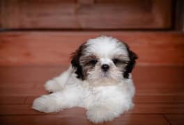 Shihtzu puppies available