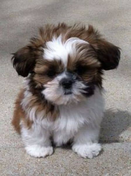 Shihtzu puppies available 1