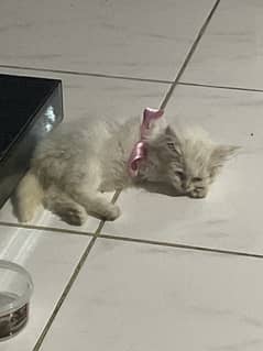 Persian Female kitten 0