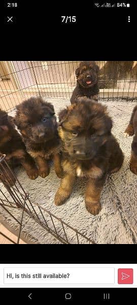Top Bloodline Long Code German Shepherd Puppies Available 2