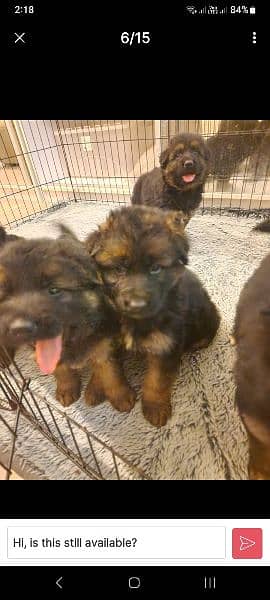 Top Bloodline Long Code German Shepherd Puppies Available 4