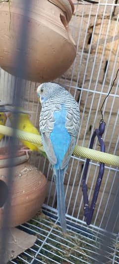 Budgie pair perrots Available for sale