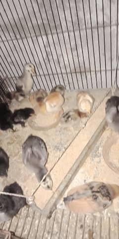 Aseel or golden sebrite chicks