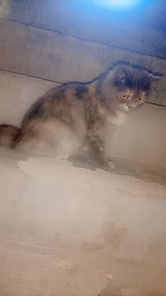 kitty cat  pershin