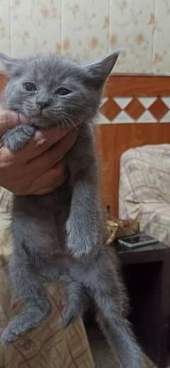 Persian cats kids for sale