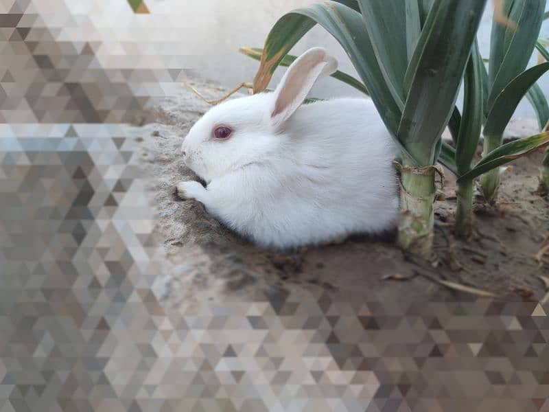 Polish Rabbit / white Rabbit /Rabbit for sale 1