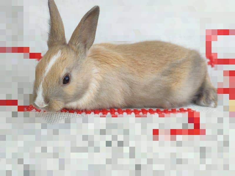 Polish Rabbit / white Rabbit /Rabbit for sale 3