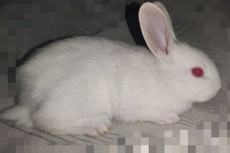Polish Rabbit / white Rabbit /Rabbit for sale 16