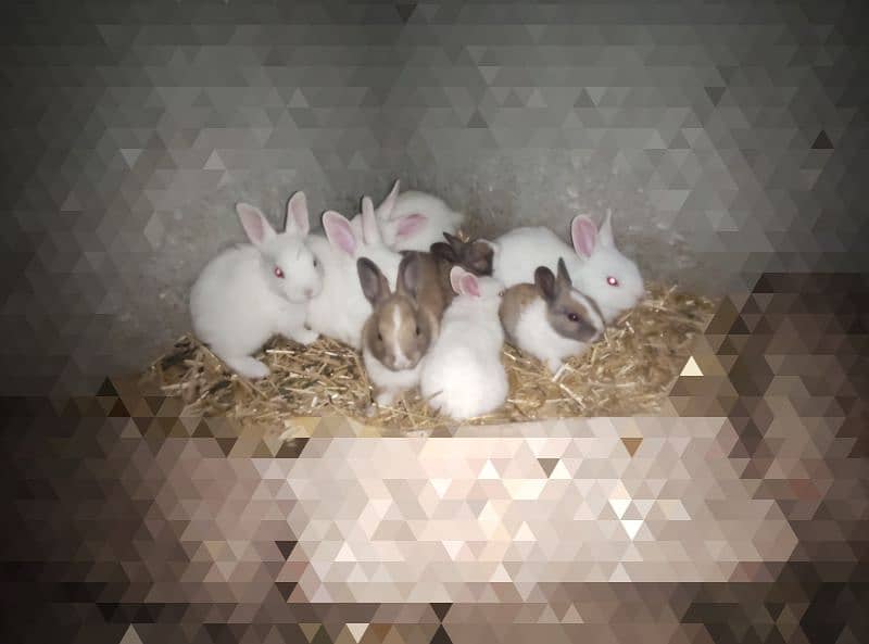 Polish Rabbit / white Rabbit /Rabbit for sale 5