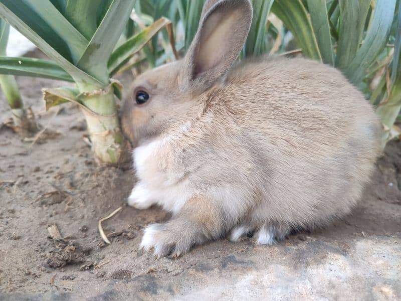 Polish Rabbit / white Rabbit /Rabbit for sale 6