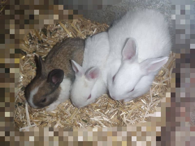Polish Rabbit / white Rabbit /Rabbit for sale 7