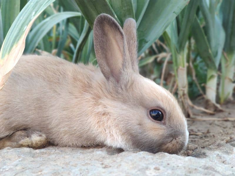 Polish Rabbit / white Rabbit /Rabbit for sale 9