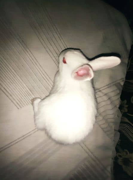 Polish Rabbit / white Rabbit /Rabbit for sale 10