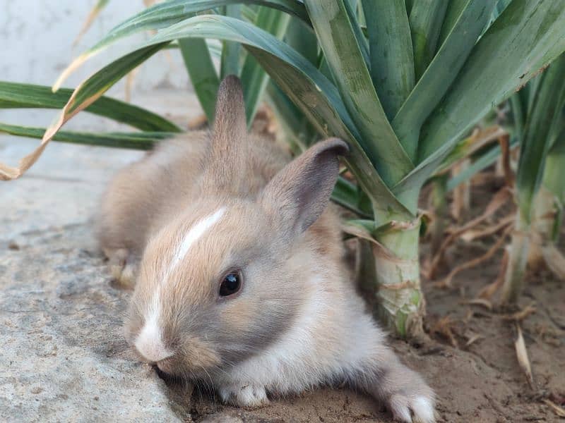 Polish Rabbit / white Rabbit /Rabbit for sale 11
