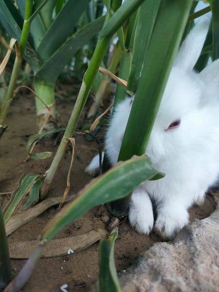 Polish Rabbit / white Rabbit /Rabbit for sale 13