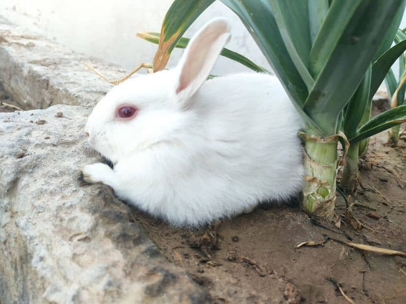 Polish Rabbit / white Rabbit /Rabbit for sale 14