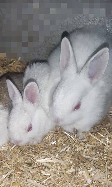 Polish Rabbit / white Rabbit /Rabbit for sale 4