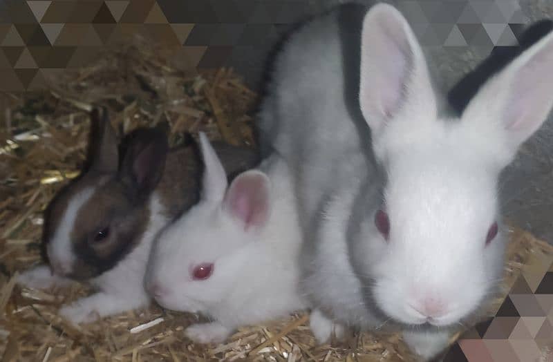 Polish Rabbit / white Rabbit /Rabbit for sale 15