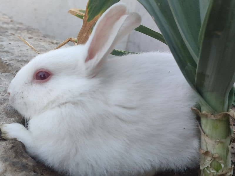 Polish Rabbit / white Rabbit /Rabbit for sale 18