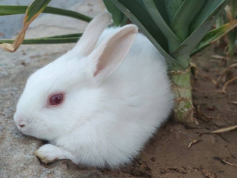 Polish Rabbit / white Rabbit /Rabbit for sale 2
