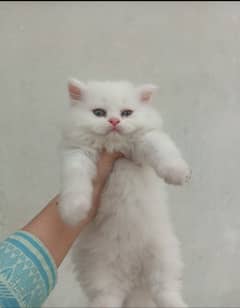Triple coat persian white kitten for sale 0