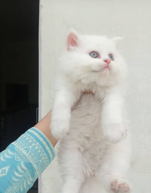 Triple coat persian white kitten for sale 1