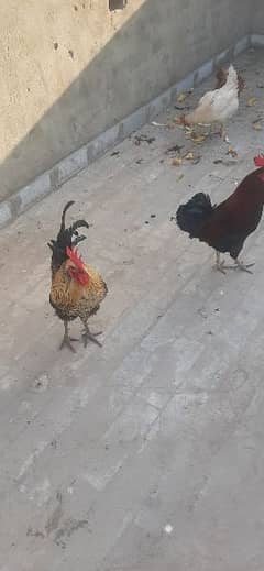 beautiful egg laying hens and red desi cock for sale.