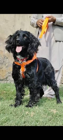 Cocker spaniel important female age 10 month for sale