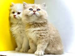 Persian Kittens / Triple coated Persian kittens / Cats for sale 0