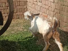 Goat for sale / Bakra / Desi Bakra / Sheep / Sheep For Sale [New Stok]