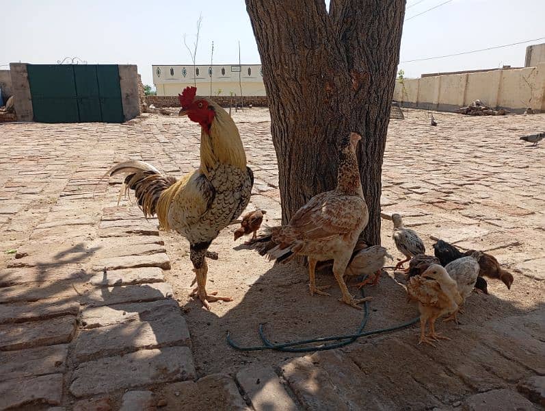 Aseel Male + Aseel Female+ 9 Chicks 7