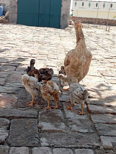 Aseel Male + Aseel Female+ 9 Chicks 8