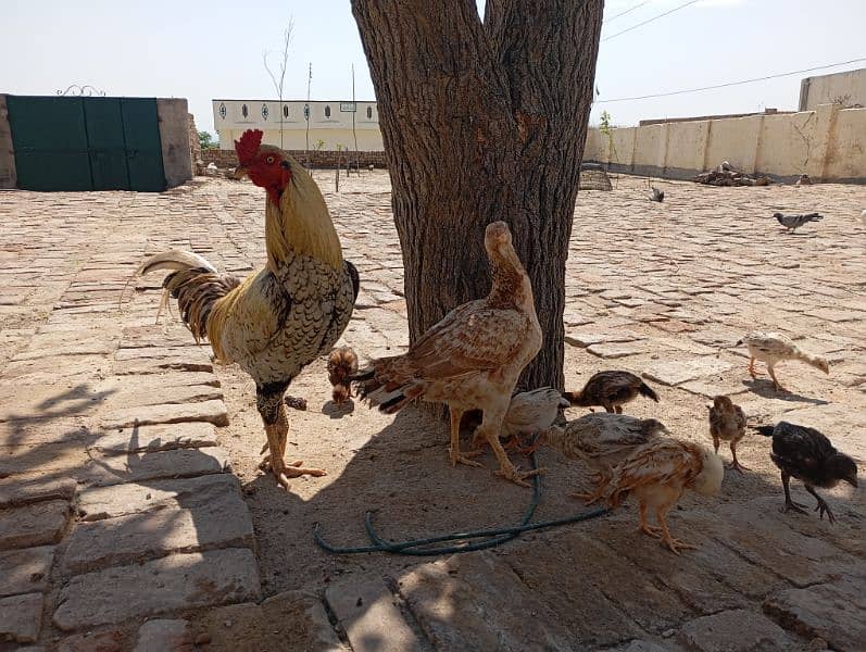 Aseel Male + Aseel Female+ 9 Chicks 9