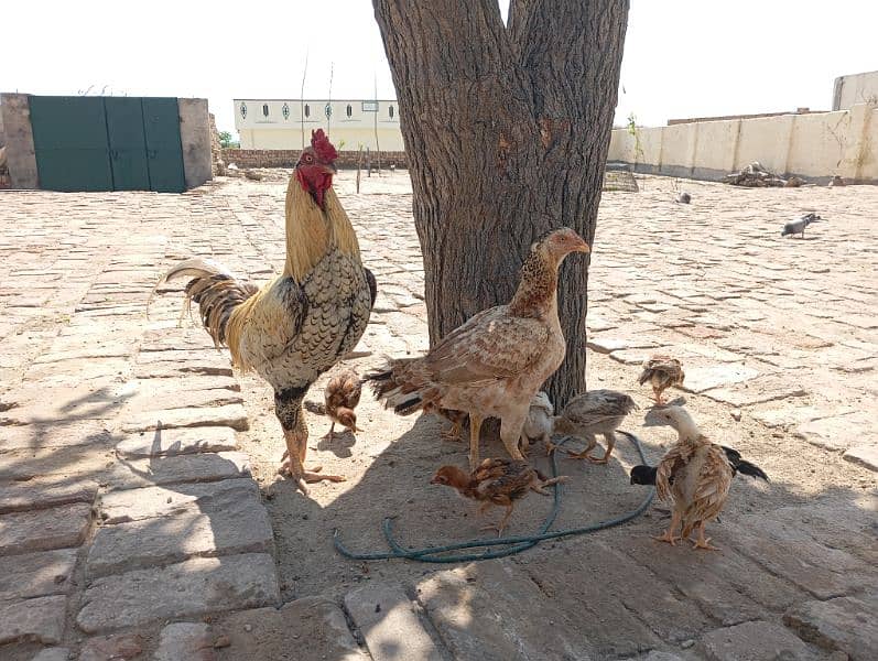 Aseel Male + Aseel Female+ 9 Chicks 0