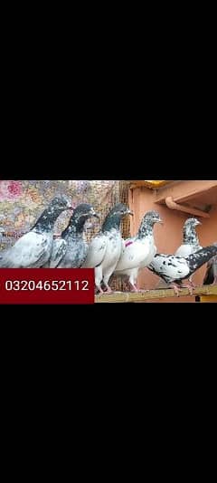 15 pigeons