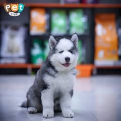 Husky male puppy available for sale