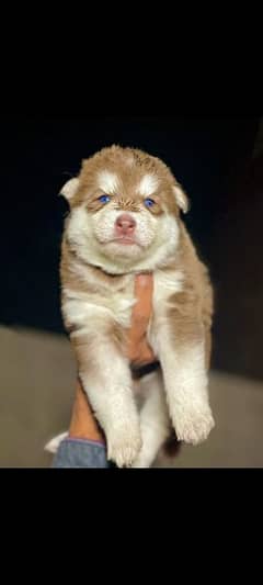 Siberian Husky puppies available for sale,Siberian Husky puppies