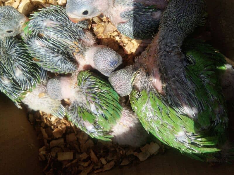 Ring neck chicks | mian mithu | ringneck | green tota | parrot / birds 3