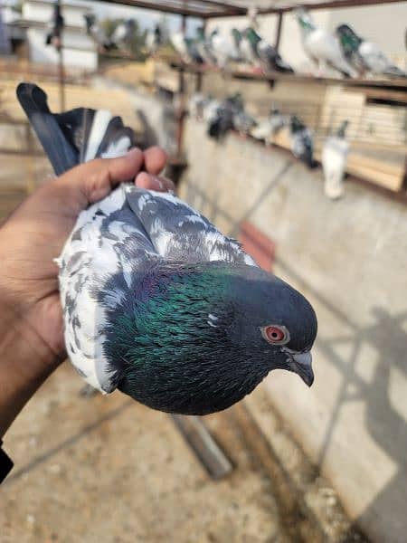 High Flying Pigeon 5