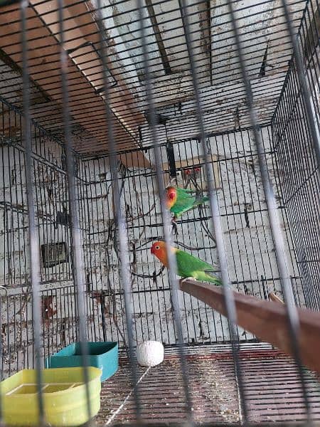 love birds breeder pair 5