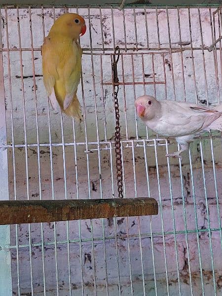 love birds breeder pair 11