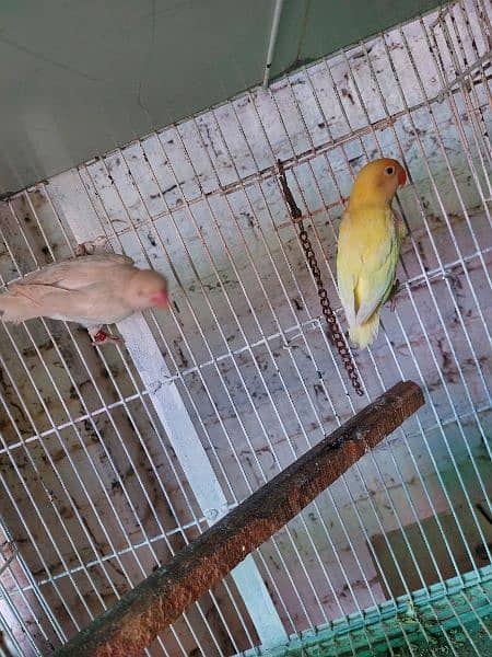 love birds breeder pair 12