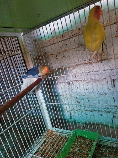 love birds breeder pair 13