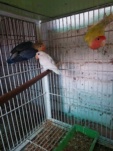 love birds breeder pair 14