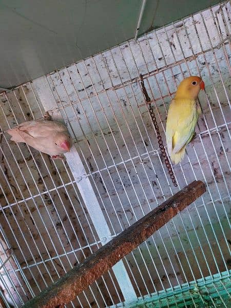 love birds breeder pair 15