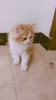 Persian Kittens / Persian Cats 0