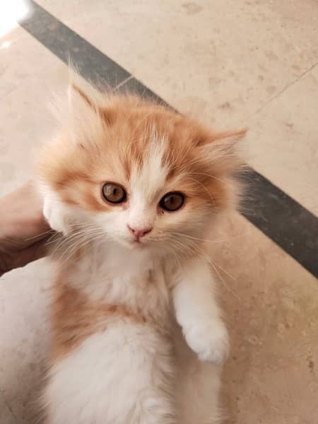 Persian Kittens / Persian Cats 4
